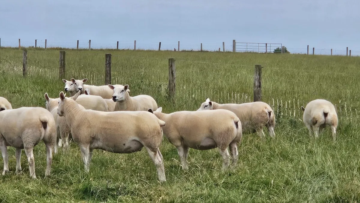14 Texel Hoggetts - Image 4