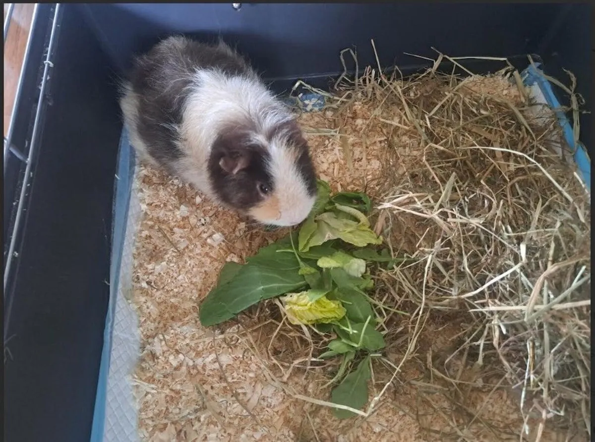 2 male Guinea Pigs with double cage. - Image 2