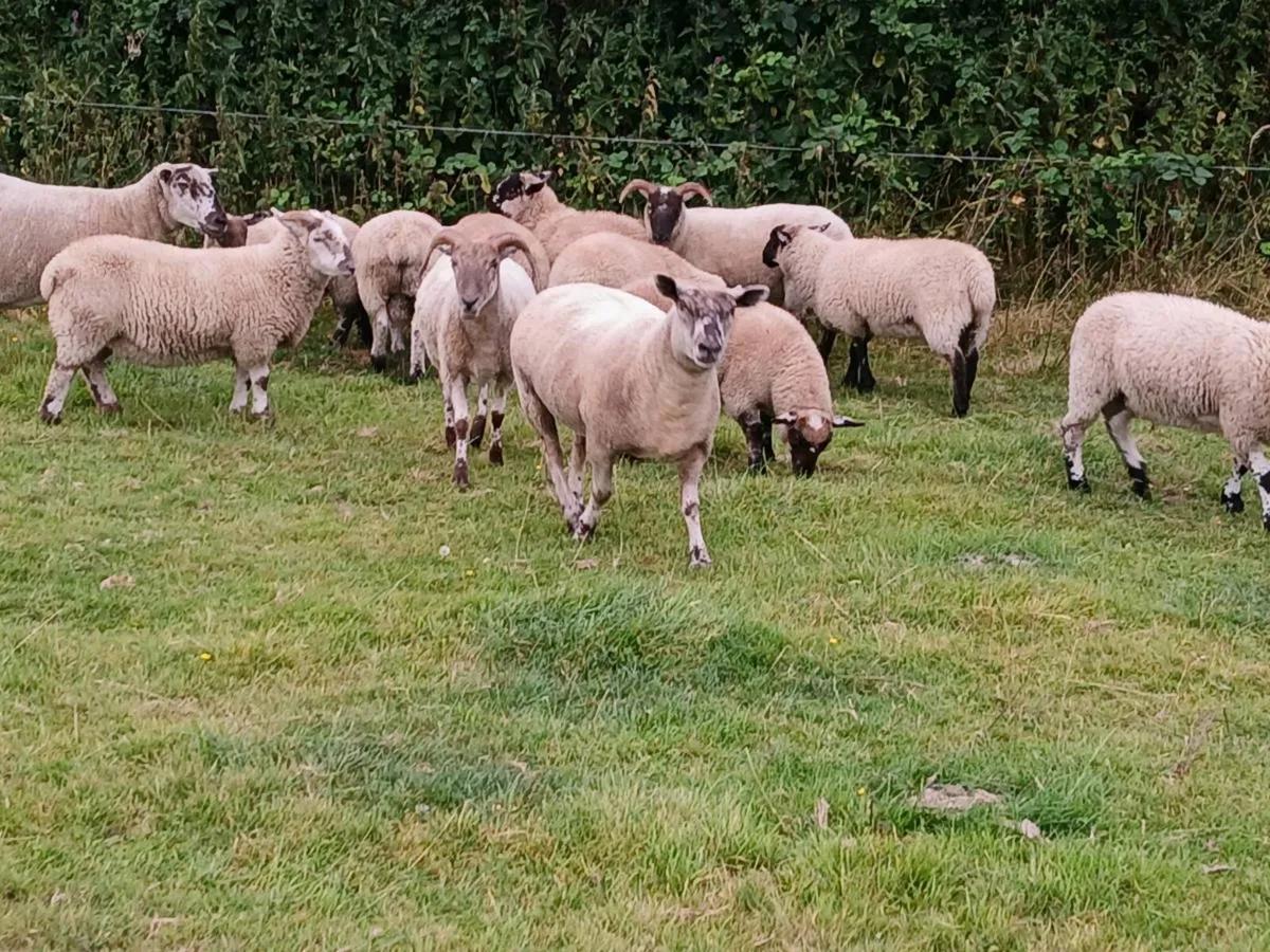 Hardy cross breed ewes for sale....320 EUROS | - Image 2