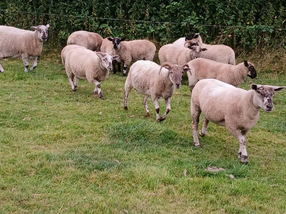 Hardy cross breed ewes for sale....320 EUROS | - Image 3