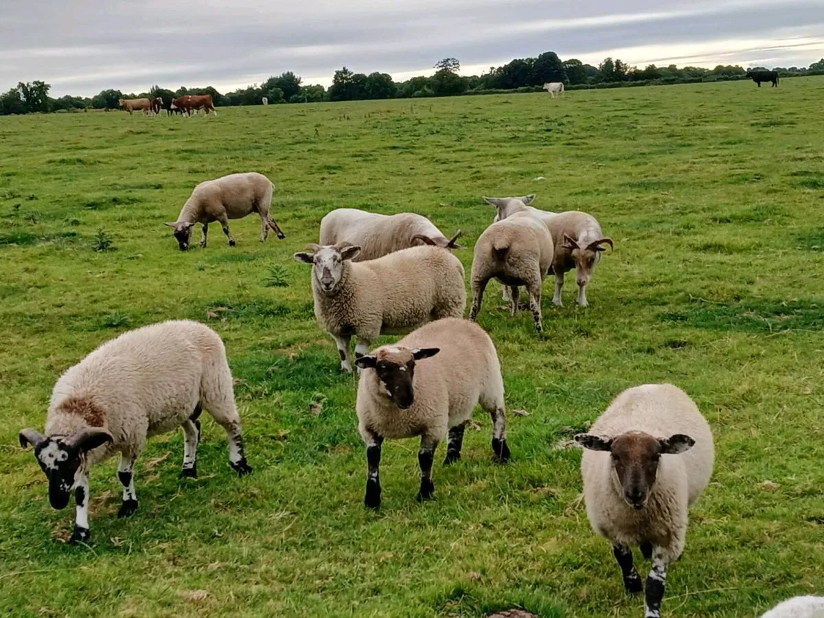 Hardy cross breed ewes for sale....320 EUROS | - Image 4