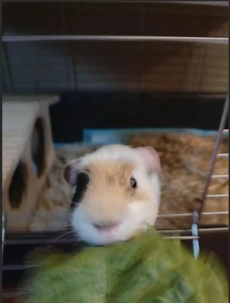 2 male Guinea Pigs with double cage. - Image 3