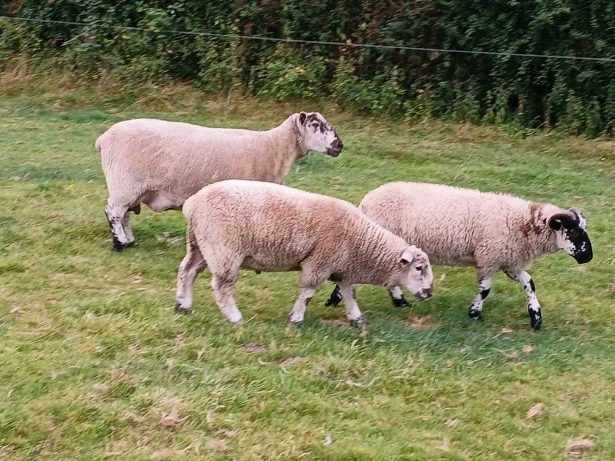 Hardy cross breed ewes for sale....320 EUROS | - Image 1