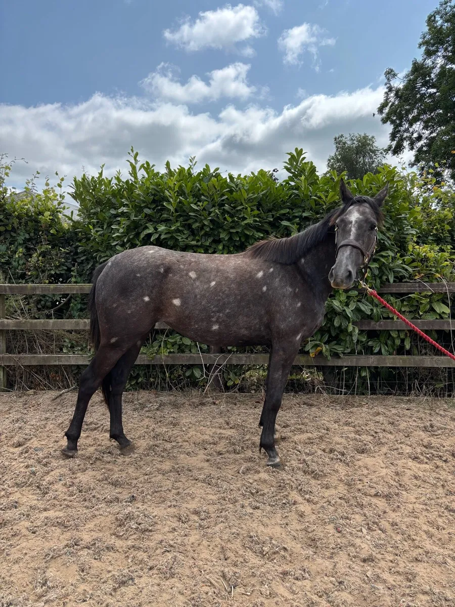 15.2 3 year old filly by CHILLOUT - Image 2