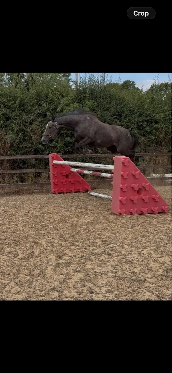 15.2 3 year old filly by CHILLOUT - Image 1