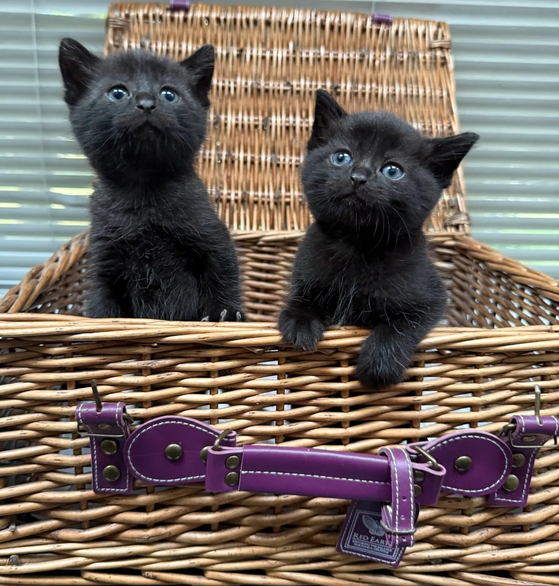 Lovely Kittens - Image 2