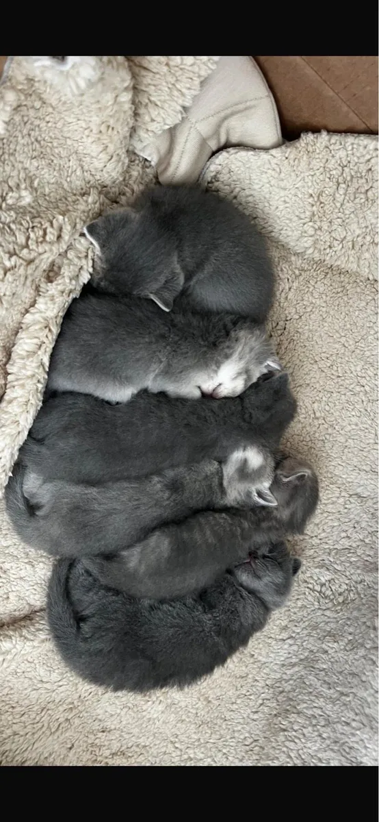 British shorthair - Image 4