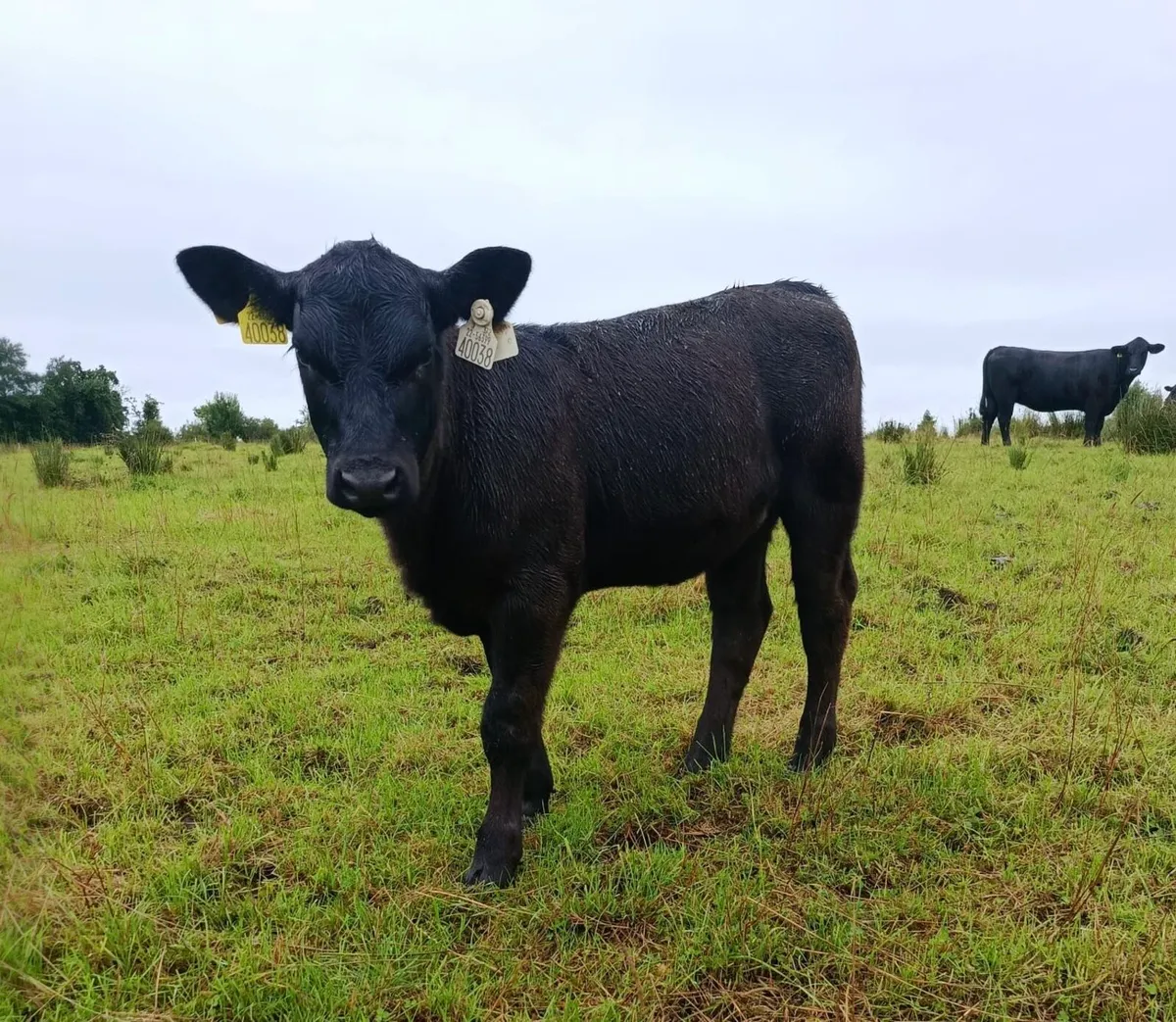 Pedigree Angus Cows with calves at foot - Image 4
