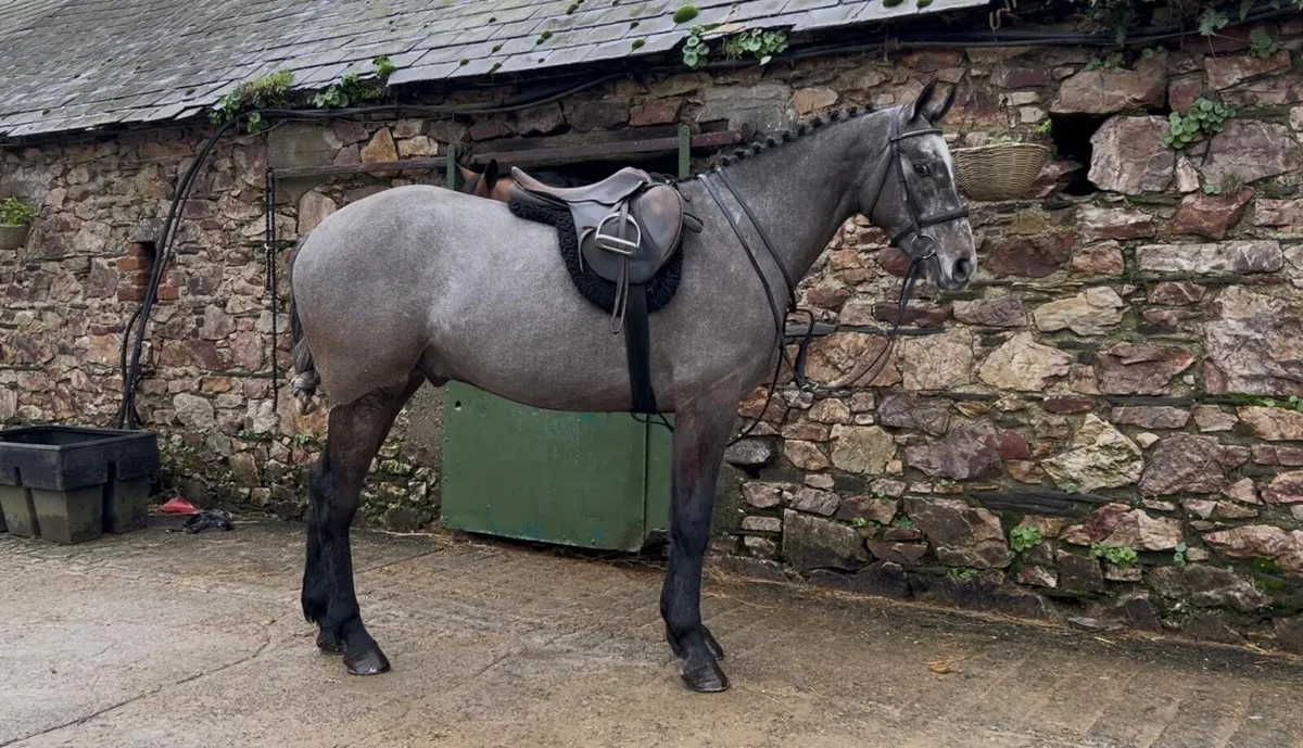 4yr Old Irish Sport Horse - Image 1