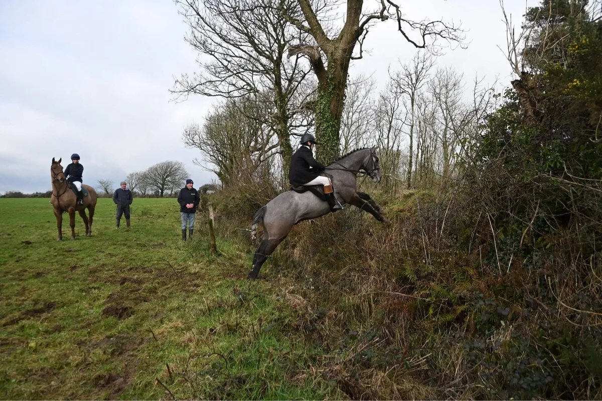 4yr Old Irish Sport Horse - Image 2