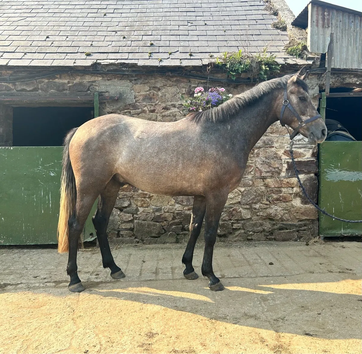 4yr Old Irish Sport Horse - Image 3