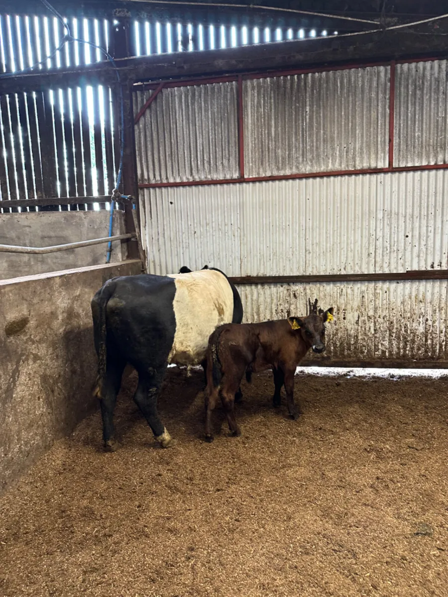 Beef shorthorn outfit - Image 1