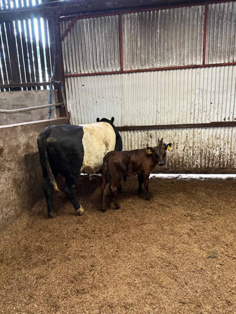 Beef shorthorn outfit - Image 4