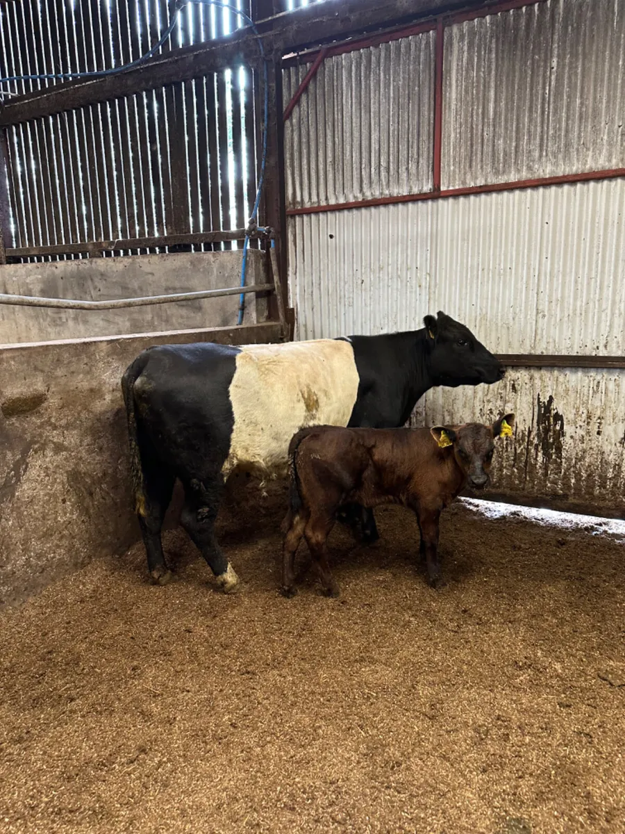 Beef shorthorn outfit - Image 2