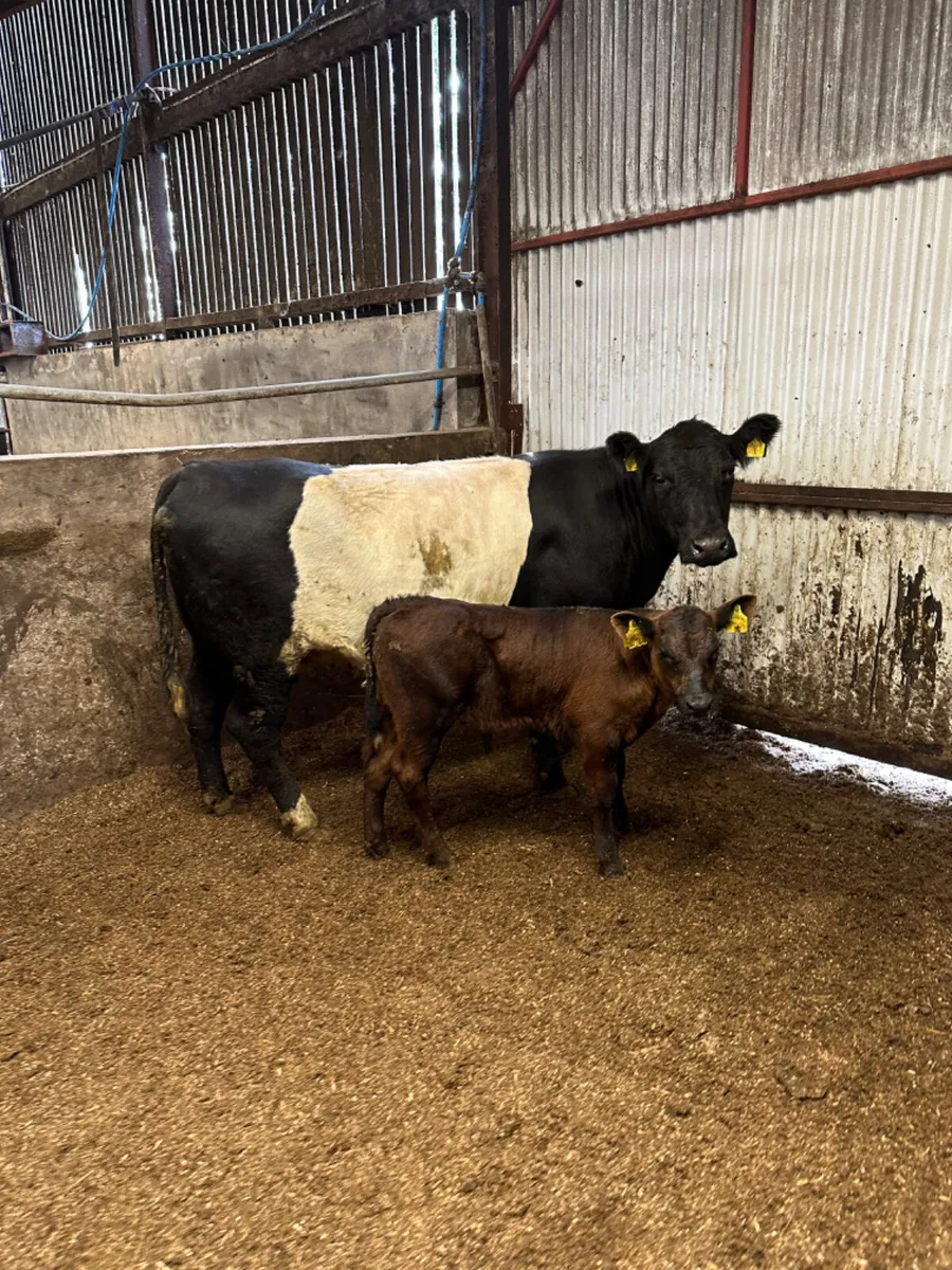 Beef shorthorn outfit - Image 3