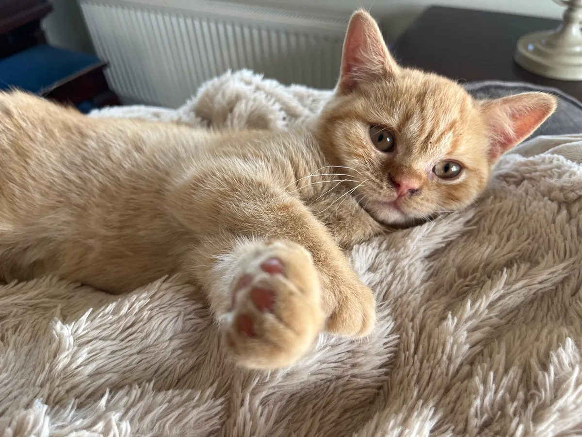 British shorthair kitten - Image 2