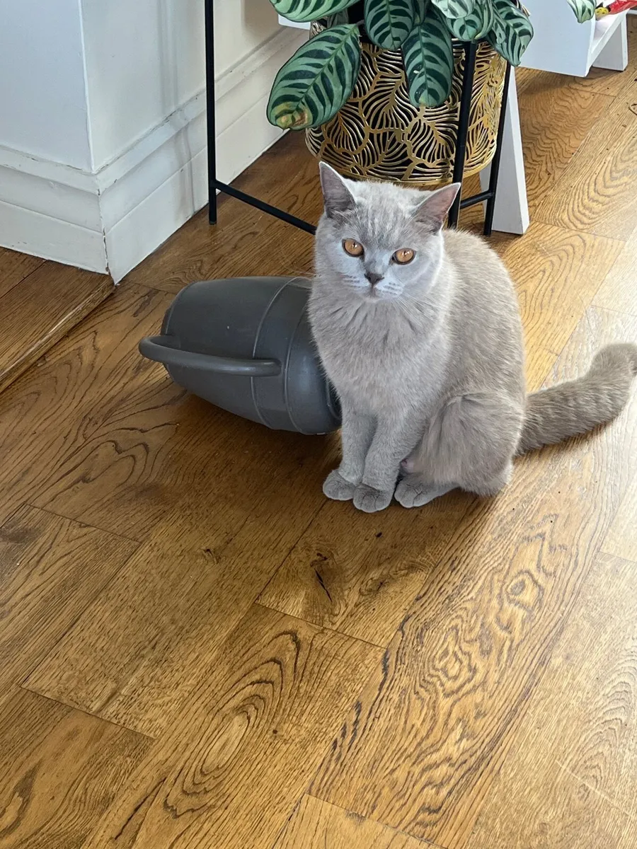 British shorthair kitten - Image 3