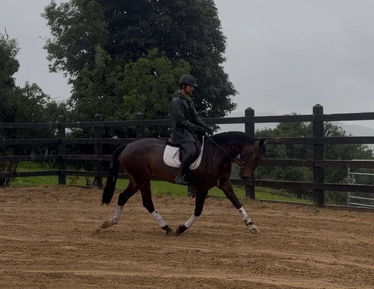 15.3h 4 yo TIH gelding - Image 3