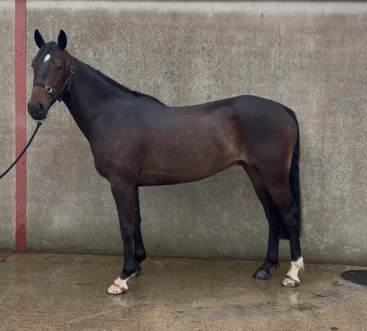15.3h 4 yo TIH gelding - Image 4