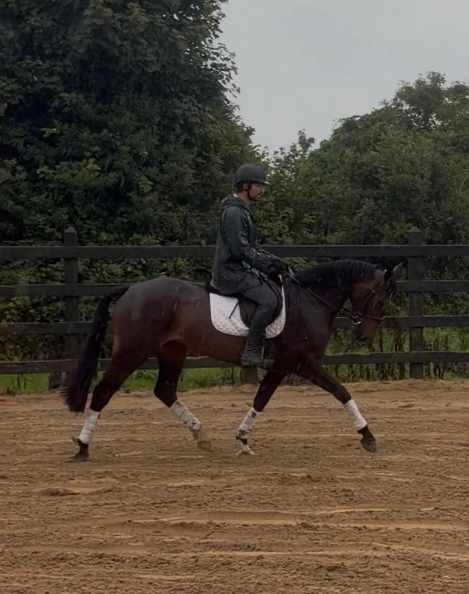 15.3h 4 yo TIH gelding - Image 1