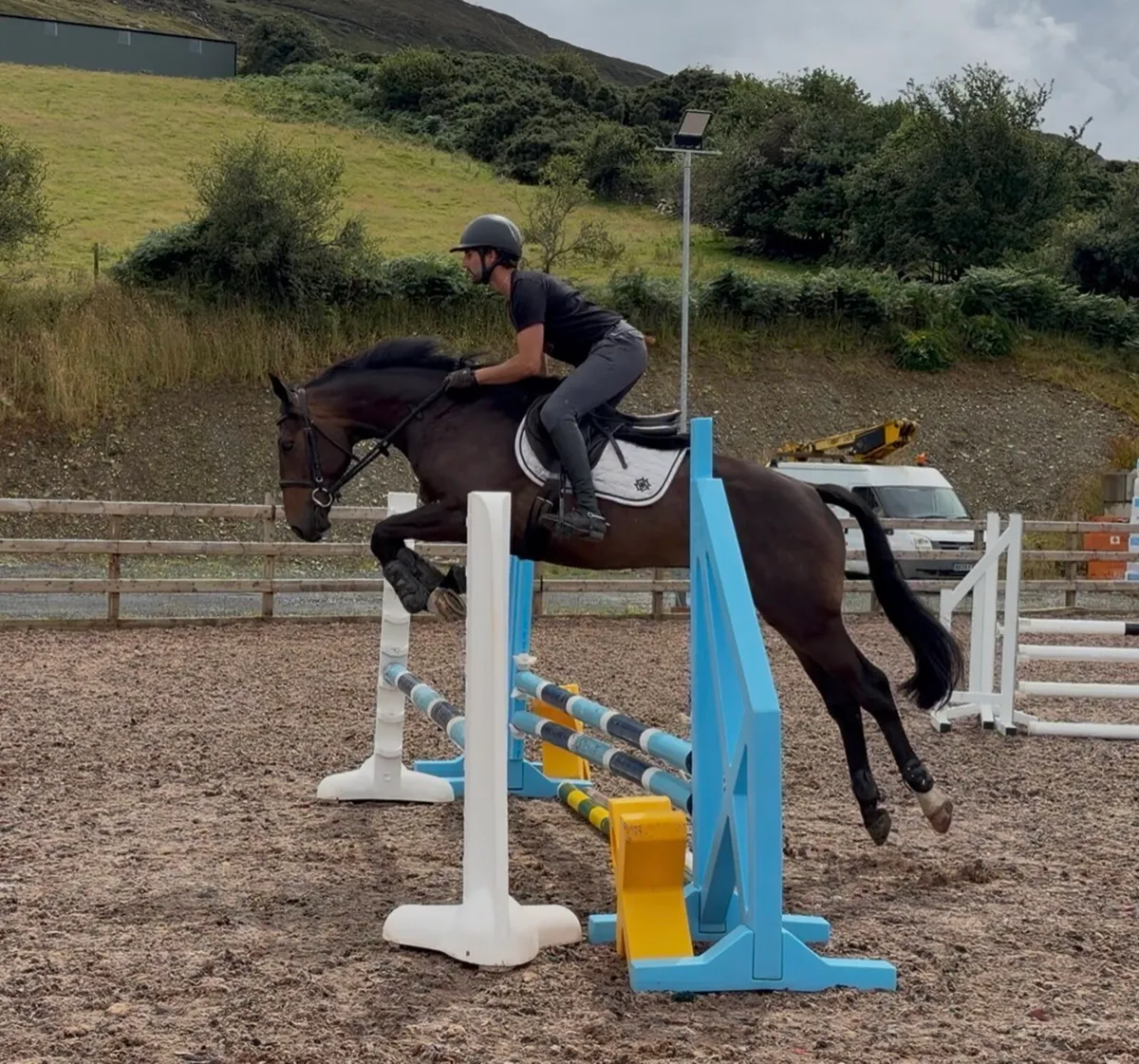 15.3h 4 yo TIH gelding - Image 2