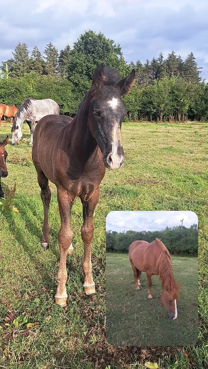 Full draught and Irish sport horse foals - Image 2