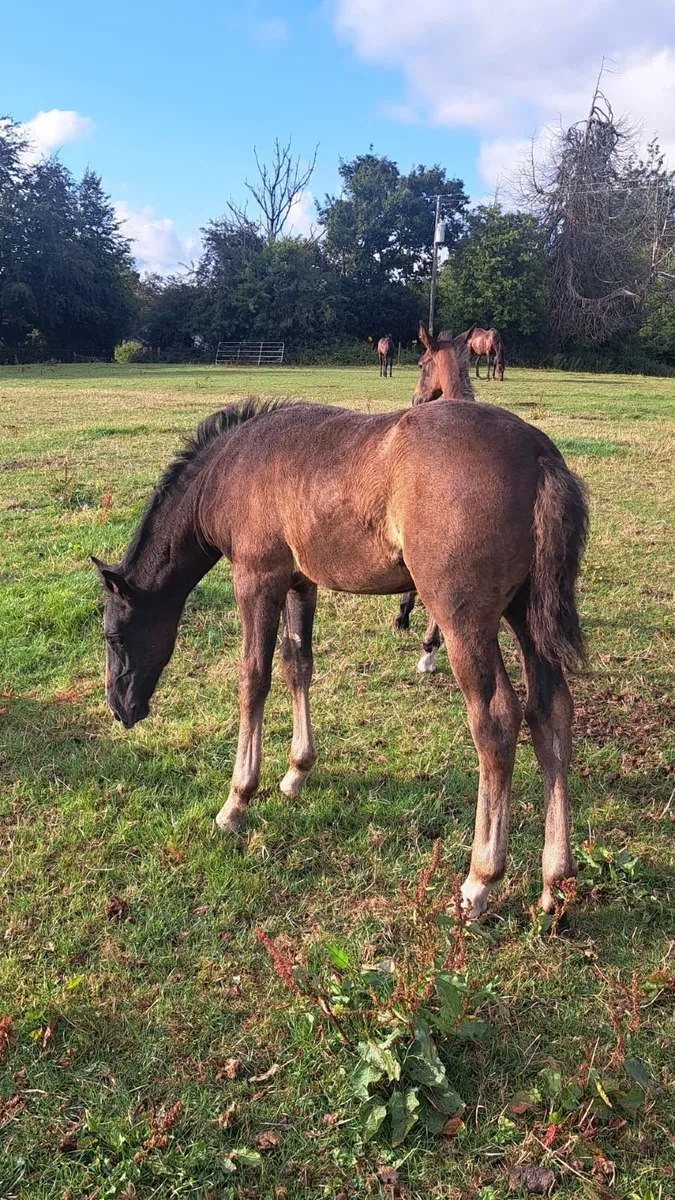 Full draught and Irish sport horse foals - Image 3