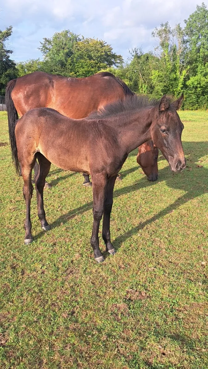 Full draught and Irish sport horse foals - Image 4