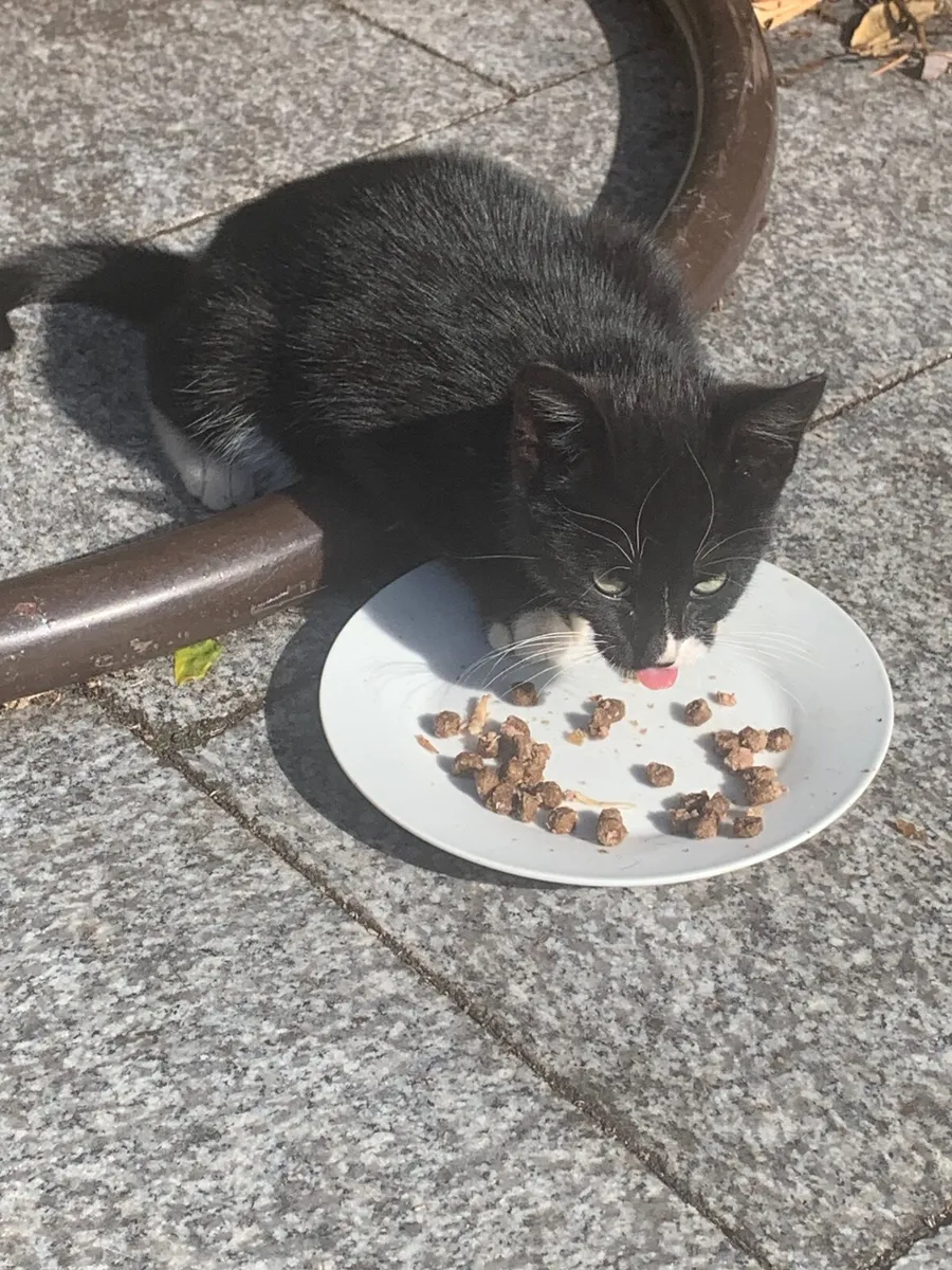 Kittens - Image 2