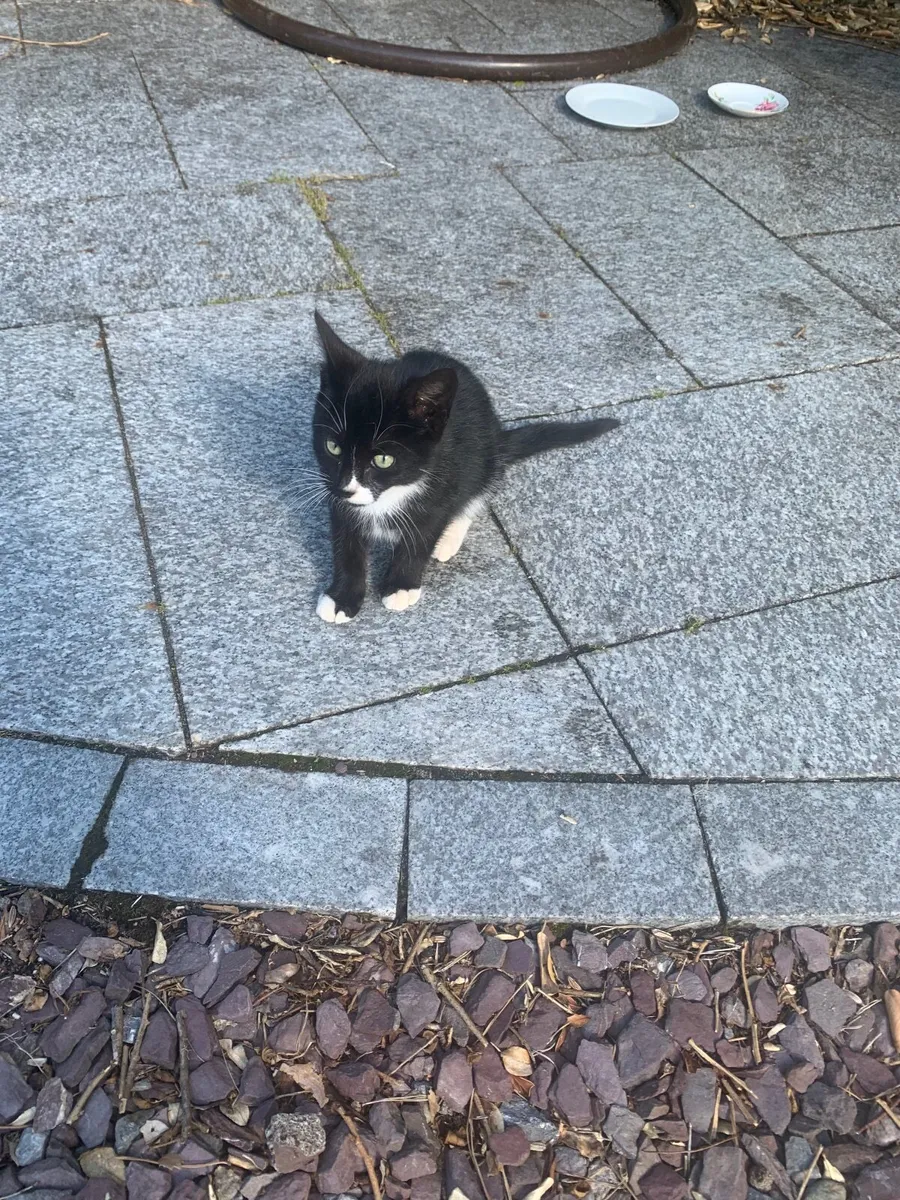 Kittens - Image 3