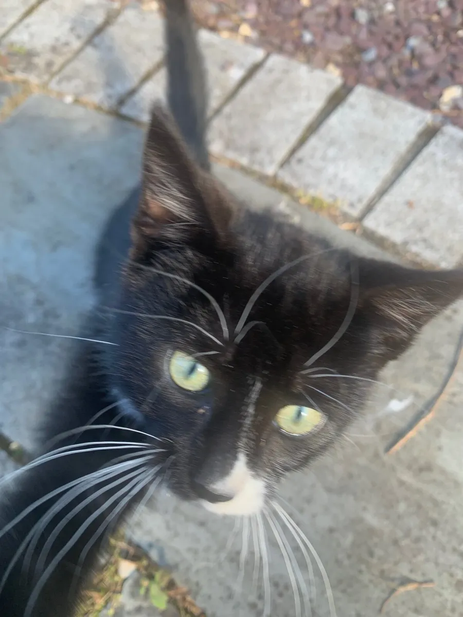 Kittens - Image 1