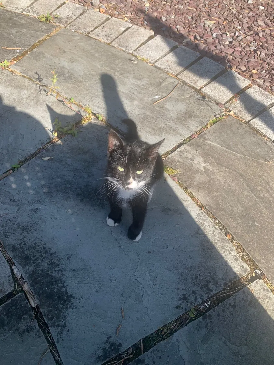 Kittens - Image 4
