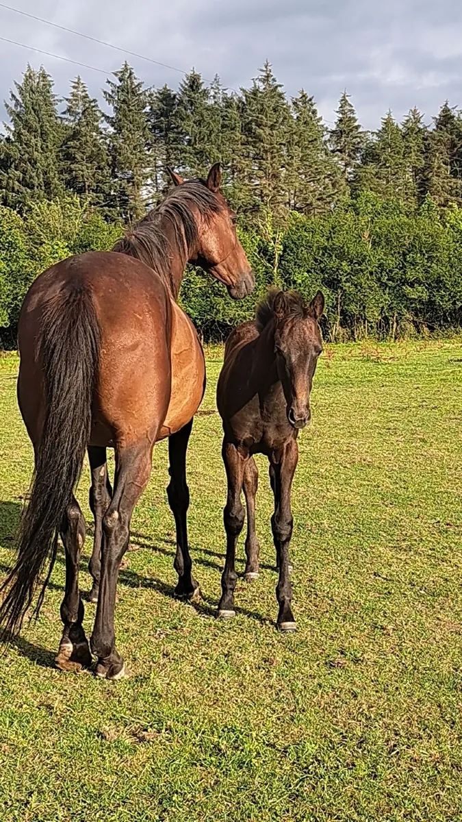 Full draught and Irish sport horse foals - Image 3