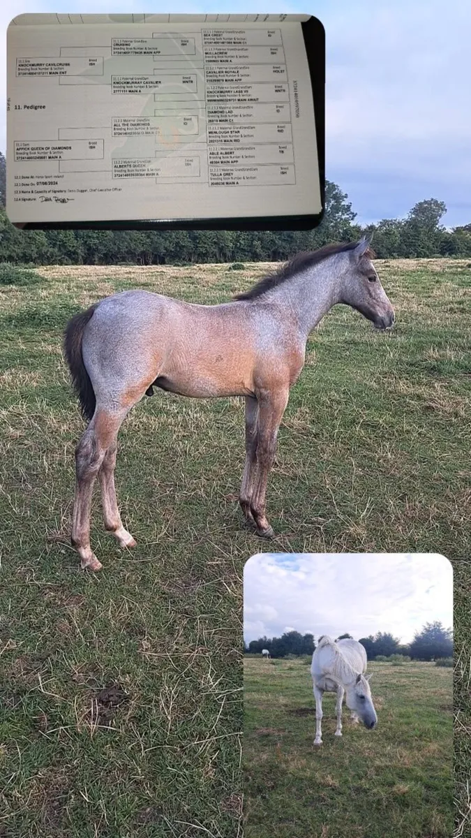 Full draught and Irish sport horse foals - Image 4
