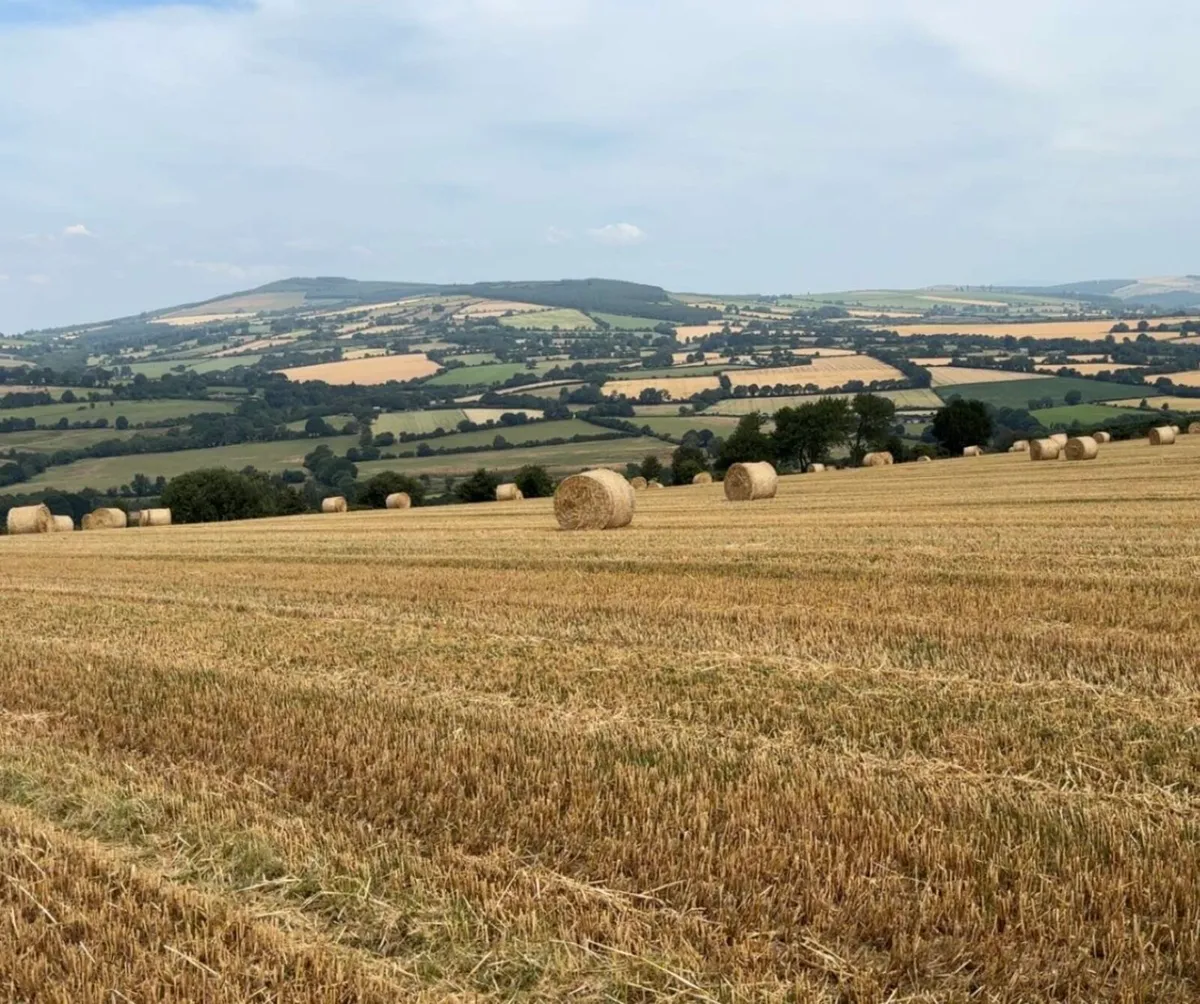 Barley and wheat straw - Image 2