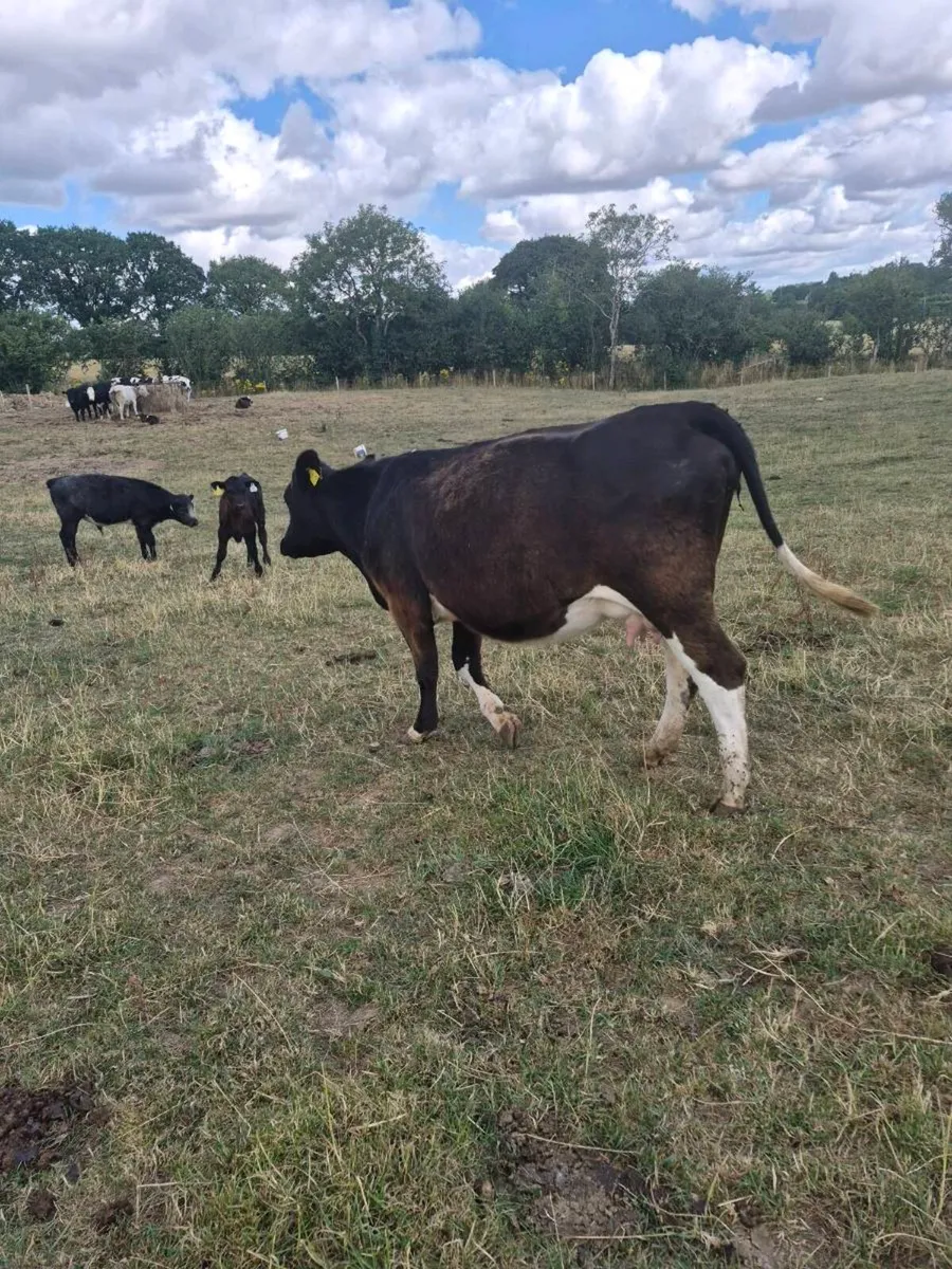 Br freisan incalf  heifer - Image 1