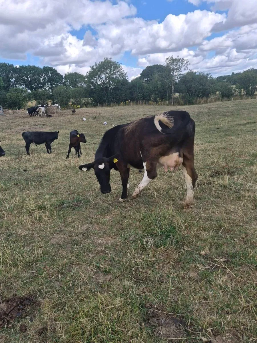 Br freisan incalf  heifer - Image 2