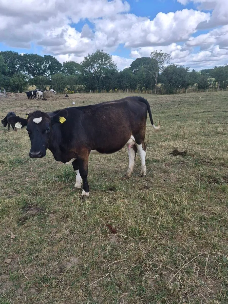 Br freisan incalf  heifer - Image 3