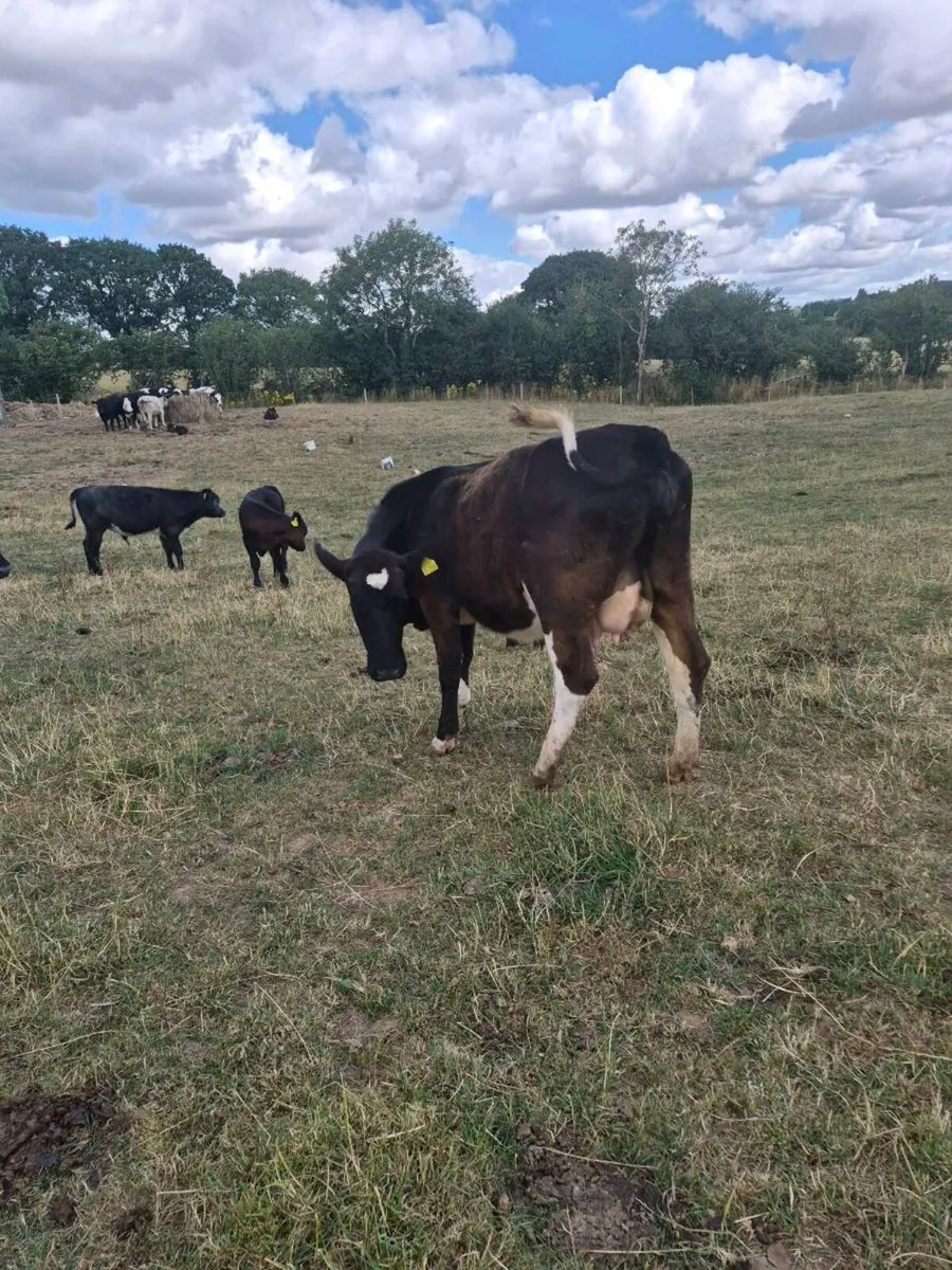Br freisan incalf  heifer - Image 4