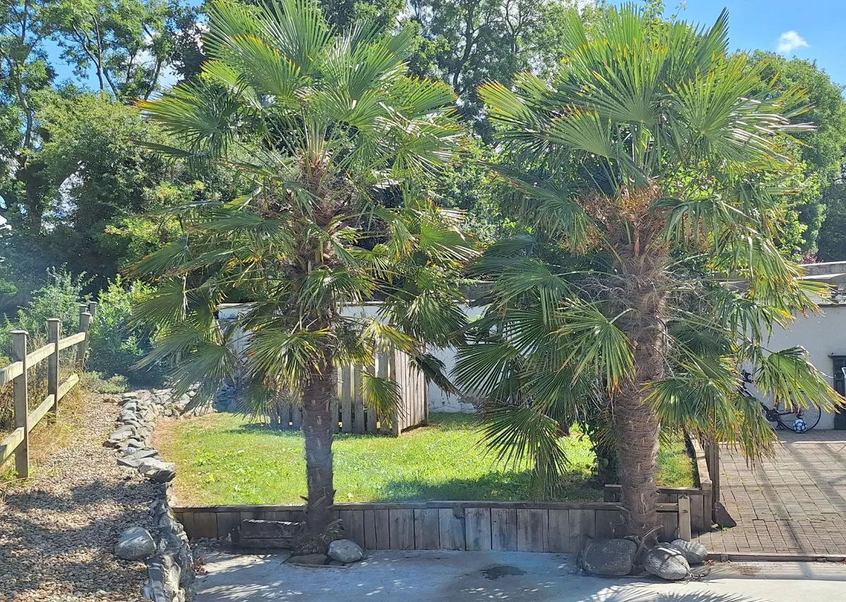 Two Mature Windmill Palm  (Trachycarpus fortunei) - Image 1
