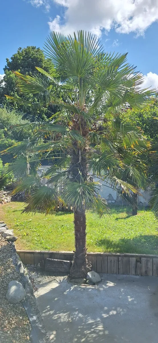 Two Mature Windmill Palm  (Trachycarpus fortunei) - Image 3