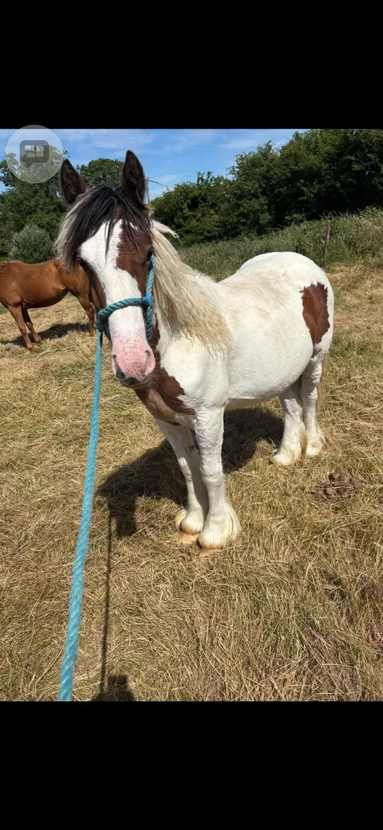 Pony - Image 2