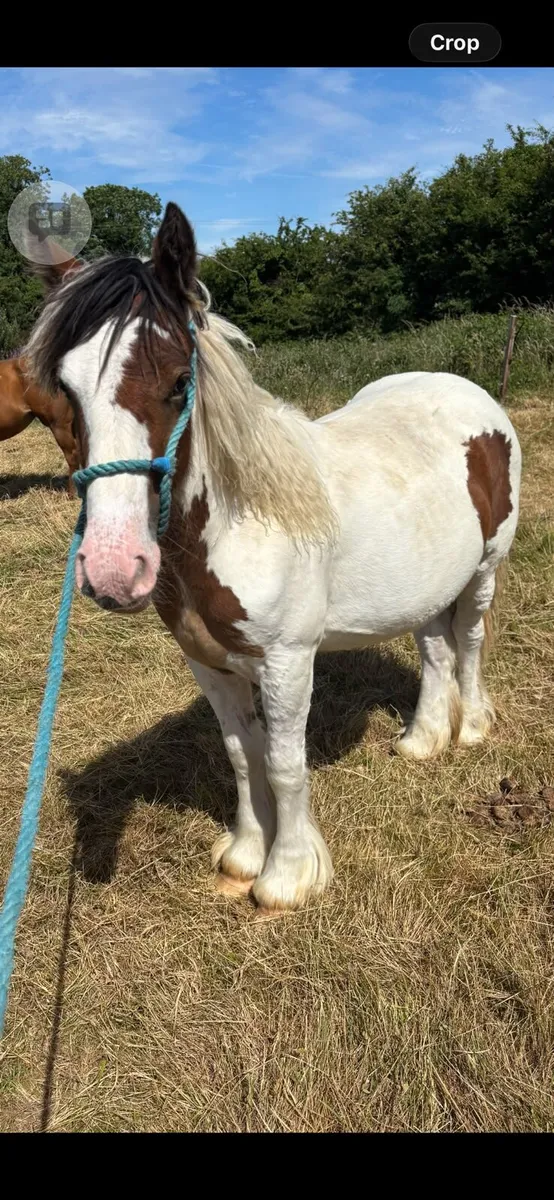 Pony - Image 1