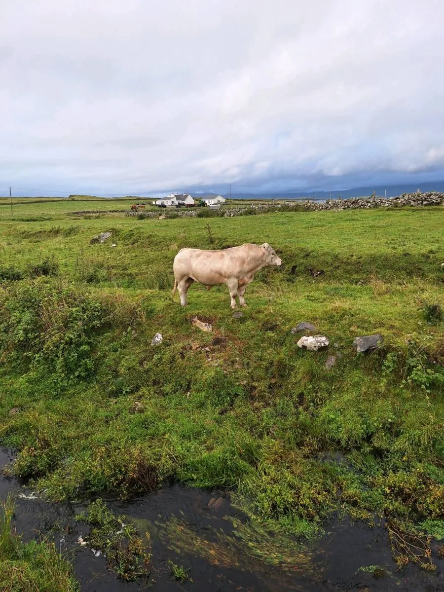 Chaorlais bull - Image 2