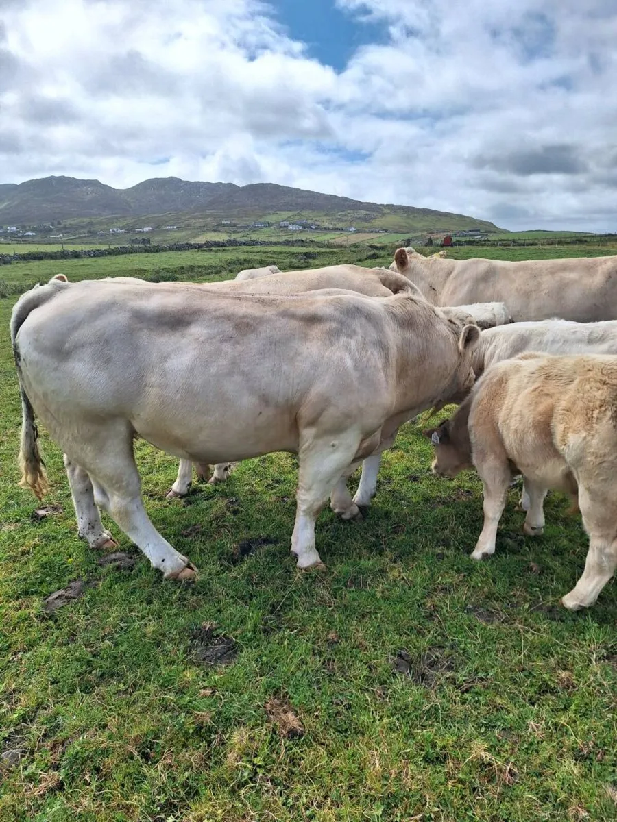 Chaorlais bull - Image 3