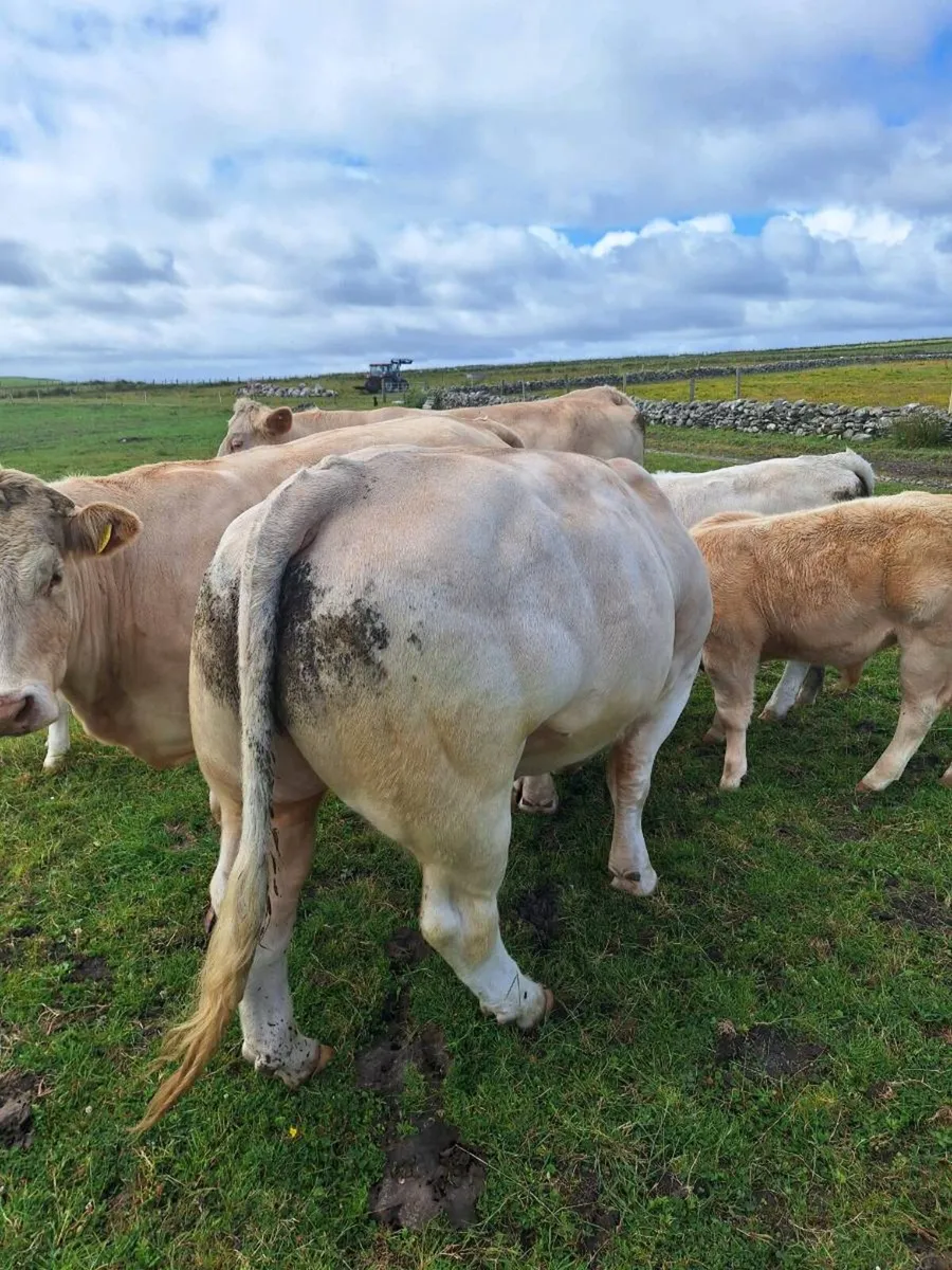 Chaorlais bull - Image 4