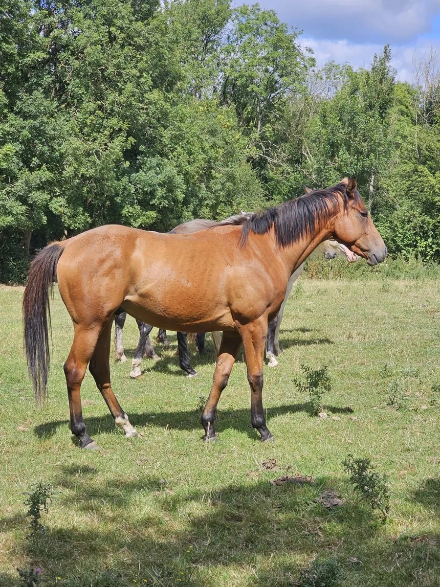 2yr old Free Eagle Gelding - Image 1
