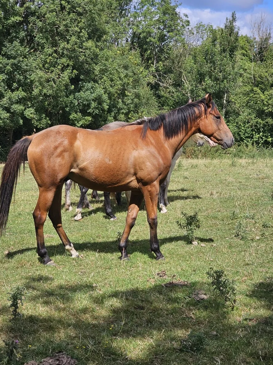 2yr old Free Eagle Gelding - Image 2
