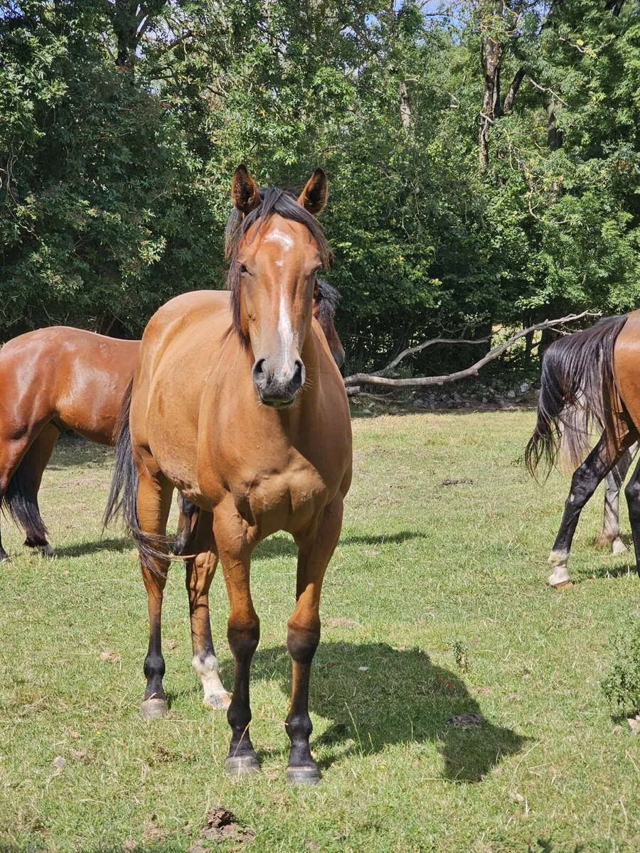 2yr old Free Eagle Gelding - Image 4