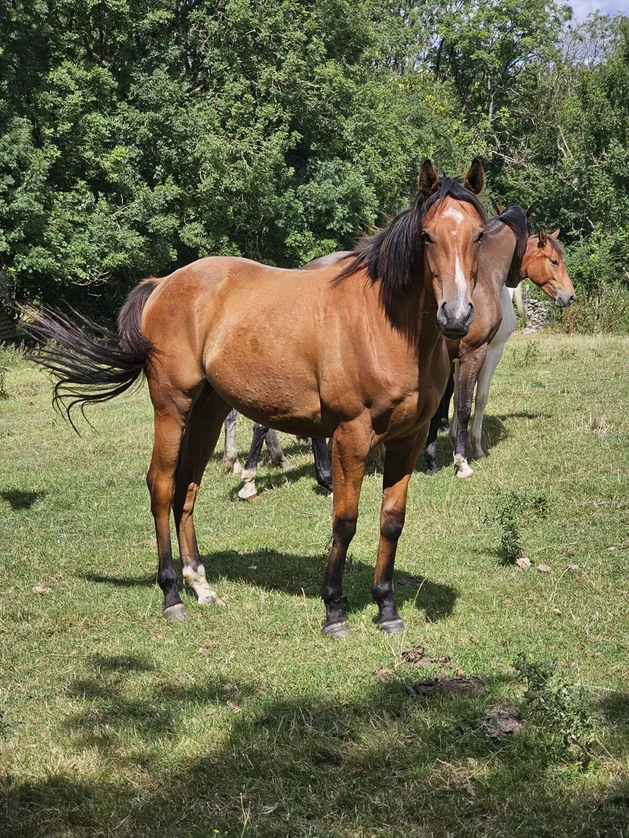 2yr old Free Eagle Gelding - Image 3